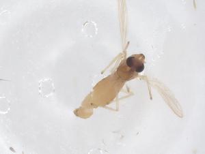  ( - CBG-B22399-C09)  @11 [ ] CreativeCommons - Attribution Share - Alike (2025) Centre for Biodiversity Genomics Centre for Biodiversity Genomics