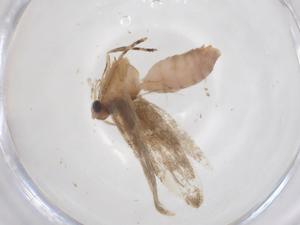  ( - CBG-B22399-E07)  @11 [ ] CreativeCommons - Attribution Share - Alike (2025) Centre for Biodiversity Genomics Centre for Biodiversity Genomics