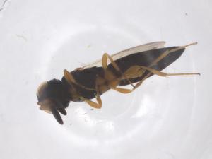  ( - CBG-B22402-H03)  @11 [ ] CreativeCommons - Attribution Share - Alike (2025) Centre for Biodiversity Genomics Centre for Biodiversity Genomics