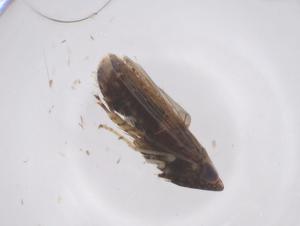  ( - CBG-B22405-F04)  @11 [ ] CreativeCommons - Attribution Share - Alike (2025) Centre for Biodiversity Genomics Centre for Biodiversity Genomics