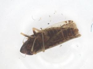  ( - CBG-B22406-C01)  @11 [ ] CreativeCommons - Attribution Share - Alike (2025) Centre for Biodiversity Genomics Centre for Biodiversity Genomics