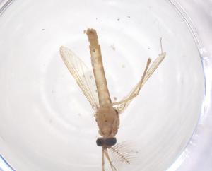  ( - CBG-B22407-D01)  @11 [ ] CreativeCommons - Attribution Share - Alike (2025) Centre for Biodiversity Genomics Centre for Biodiversity Genomics