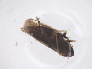  ( - CBG-B22408-H05)  @11 [ ] CreativeCommons - Attribution Share - Alike (2025) Centre for Biodiversity Genomics Centre for Biodiversity Genomics