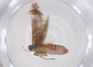  ( - CBG-B22416-F11)  @11 [ ] CreativeCommons - Attribution Share - Alike (2025) Centre for Biodiversity Genomics Centre for Biodiversity Genomics