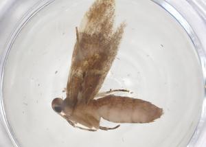  ( - CBG-B22417-H02)  @11 [ ] CreativeCommons - Attribution Share - Alike (2025) Centre for Biodiversity Genomics Centre for Biodiversity Genomics