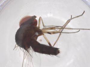  ( - CBG-B22442-D09)  @11 [ ] CreativeCommons - Attribution Share - Alike (2025) Centre for Biodiversity Genomics Centre for Biodiversity Genomics