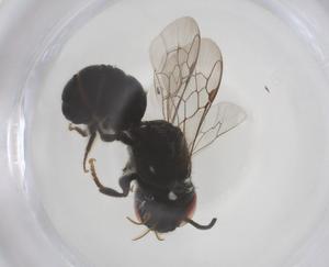  ( - CBG-B22444-B05)  @11 [ ] CreativeCommons - Attribution Share - Alike (2025) Centre for Biodiversity Genomics Centre for Biodiversity Genomics