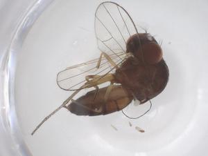  ( - CBG-B22444-D03)  @11 [ ] CreativeCommons - Attribution Share - Alike (2025) Centre for Biodiversity Genomics Centre for Biodiversity Genomics