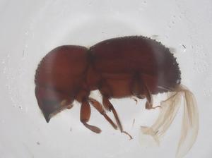  ( - CBG-B22608-F09)  @11 [ ] CreativeCommons - Attribution Share - Alike (2025) Centre for Biodiversity Genomics Centre for Biodiversity Genomics