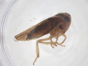  ( - CBG-B22608-H04)  @11 [ ] CreativeCommons - Attribution Share - Alike (2025) Centre for Biodiversity Genomics Centre for Biodiversity Genomics