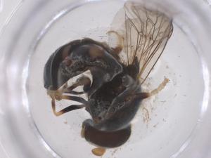  ( - CBG-B22611-C07)  @11 [ ] CreativeCommons - Attribution Share - Alike (2025) Centre for Biodiversity Genomics Centre for Biodiversity Genomics