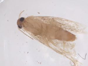  ( - CBG-B22611-E07)  @11 [ ] CreativeCommons - Attribution Share - Alike (2025) Centre for Biodiversity Genomics Centre for Biodiversity Genomics