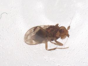  ( - CBG-B23568-B12)  @11 [ ] CreativeCommons - Attribution Share - Alike (2025) Centre for Biodiversity Genomics Centre for Biodiversity Genomics