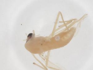  ( - CBG-B23569-F09)  @11 [ ] CreativeCommons - Attribution Share - Alike (2025) Centre for Biodiversity Genomics Centre for Biodiversity Genomics