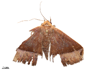  ( - CBG-B23814-B02)  @11 [ ] CreativeCommons - Attribution Share - Alike (2025) CBG Photography Group Centre for Biodiversity Genomics