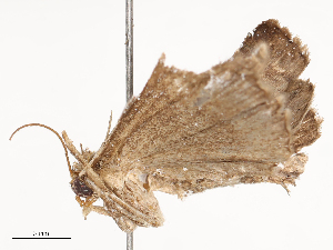  ( - CBG-B23814-D01)  @11 [ ] CreativeCommons - Attribution Share - Alike (2025) CBG Photography Group Centre for Biodiversity Genomics