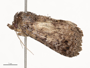  ( - CBG-B23814-D07)  @11 [ ] CreativeCommons - Attribution Share - Alike (2025) CBG Photography Group Centre for Biodiversity Genomics