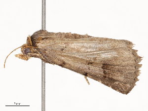  ( - CBG-B23814-E11)  @11 [ ] CreativeCommons - Attribution Share - Alike (2025) CBG Photography Group Centre for Biodiversity Genomics