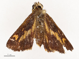  ( - CBG-B23817-G01)  @11 [ ] CreativeCommons - Attribution Share - Alike (2025) CBG Photography Group Centre for Biodiversity Genomics