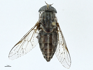  ( - BIOUG98693-F11)  @11 [ ] CreativeCommons - Attribution (2023) CBG Photography Group Centre for Biodiversity Genomics