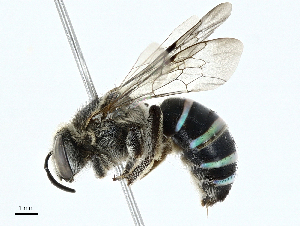  ( - BIOUG98694-E06)  @11 [ ] CreativeCommons - Attribution (2023) CBG Photography Group Centre for Biodiversity Genomics