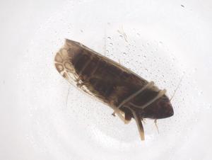  ( - CBG-B00380-C01)  @11 [ ] CreativeCommons - Attribution Share - Alike (2025) Centre for Biodiversity Genomics Centre for Biodiversity Genomics