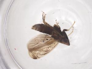  ( - CBG-B00380-H07)  @11 [ ] CreativeCommons - Attribution Share - Alike (2025) Centre for Biodiversity Genomics Centre for Biodiversity Genomics