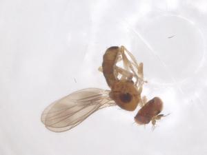  ( - CBG-B00385-H03)  @11 [ ] CreativeCommons - Attribution Share - Alike (2025) Centre for Biodiversity Genomics Centre for Biodiversity Genomics