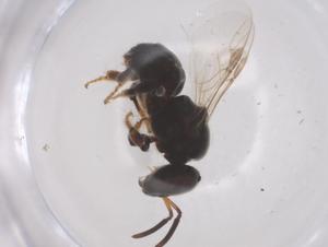  ( - CBG-B00387-B03)  @11 [ ] CreativeCommons - Attribution Share - Alike (2025) Centre for Biodiversity Genomics Centre for Biodiversity Genomics