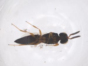  ( - CBG-B00388-H05)  @11 [ ] CreativeCommons - Attribution Share - Alike (2025) Centre for Biodiversity Genomics Centre for Biodiversity Genomics