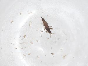  ( - CBG-B00389-F03)  @11 [ ] CreativeCommons - Attribution Share - Alike (2025) Centre for Biodiversity Genomics Centre for Biodiversity Genomics