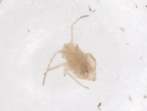  ( - CBG-B00393-F11)  @11 [ ] CreativeCommons - Attribution Share - Alike (2025) Centre for Biodiversity Genomics Centre for Biodiversity Genomics