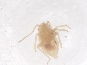  ( - CBG-B00393-G12)  @11 [ ] CreativeCommons - Attribution Share - Alike (2025) Centre for Biodiversity Genomics Centre for Biodiversity Genomics