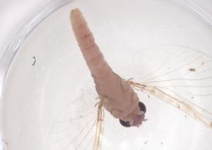  ( - CBG-B00404-A05)  @11 [ ] CreativeCommons - Attribution Share - Alike (2025) Centre for Biodiversity Genomics Centre for Biodiversity Genomics