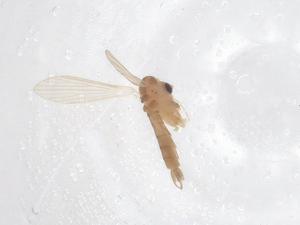  ( - CBG-B00412-G09)  @11 [ ] CreativeCommons - Attribution Share - Alike (2025) Centre for Biodiversity Genomics Centre for Biodiversity Genomics