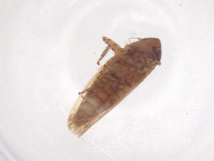  ( - CBG-B00413-B12)  @11 [ ] CreativeCommons - Attribution Share - Alike (2025) Centre for Biodiversity Genomics Centre for Biodiversity Genomics