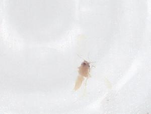  ( - CBG-B00418-D03)  @11 [ ] CreativeCommons - Attribution Share - Alike (2025) Centre for Biodiversity Genomics Centre for Biodiversity Genomics