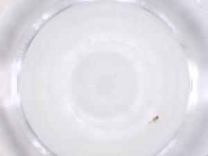  ( - CBG-B04429-B04)  @11 [ ] CreativeCommons - Attribution Share - Alike (2025) Centre for Biodiversity Genomics Centre for Biodiversity Genomics