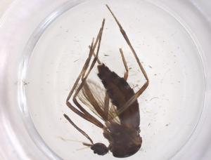  (Aedes nipponicus - CBG-B11969-A09)  @11 [ ] CreativeCommons - Attribution Share - Alike (2025) Centre for Biodiversity Genomics Centre for Biodiversity Genomics