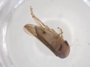  ( - CBG-B21869-B06)  @11 [ ] CreativeCommons - Attribution Share - Alike (2025) Centre for Biodiversity Genomics Centre for Biodiversity Genomics