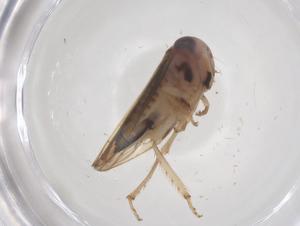  ( - CBG-B21869-C10)  @11 [ ] CreativeCommons - Attribution Share - Alike (2025) Centre for Biodiversity Genomics Centre for Biodiversity Genomics