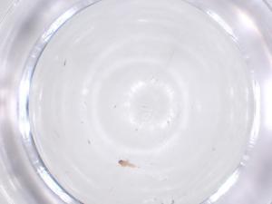  ( - CBG-B21871-E11)  @11 [ ] CreativeCommons - Attribution Share - Alike (2025) Centre for Biodiversity Genomics Centre for Biodiversity Genomics