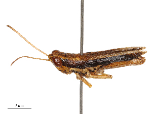  ( - CBG-B21967-E07)  @11 [ ] CreativeCommons - Attribution Share - Alike (2025) CBG Photography Group Centre for Biodiversity Genomics