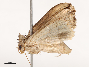  ( - CBG-B21967-E12)  @11 [ ] CreativeCommons - Attribution Share - Alike (2025) CBG Photography Group Centre for Biodiversity Genomics