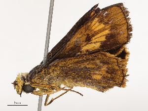  ( - CBG-B21967-F03)  @11 [ ] CreativeCommons - Attribution Share - Alike (2025) CBG Photography Group Centre for Biodiversity Genomics