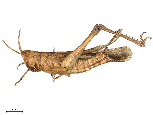  ( - CBG-B21967-F08)  @11 [ ] CreativeCommons - Attribution Share - Alike (2025) CBG Photography Group Centre for Biodiversity Genomics