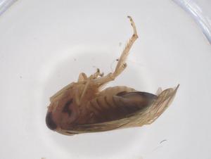  ( - CBG-B21997-D06)  @11 [ ] CreativeCommons - Attribution Share - Alike (2025) Centre for Biodiversity Genomics Centre for Biodiversity Genomics