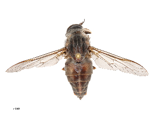  ( - CBG-B22378-D11)  @11 [ ] CreativeCommons - Attribution Share - Alike (2025) CBG Photography Group Centre for Biodiversity Genomics