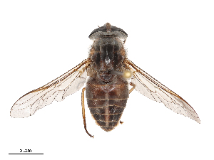  ( - CBG-B22378-E01)  @11 [ ] CreativeCommons - Attribution Share - Alike (2025) CBG Photography Group Centre for Biodiversity Genomics