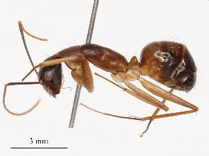  ( - CBG-B22380-F07)  @11 [ ] CreativeCommons - Attribution Share - Alike (2025) CBG Photography Group Centre for Biodiversity Genomics